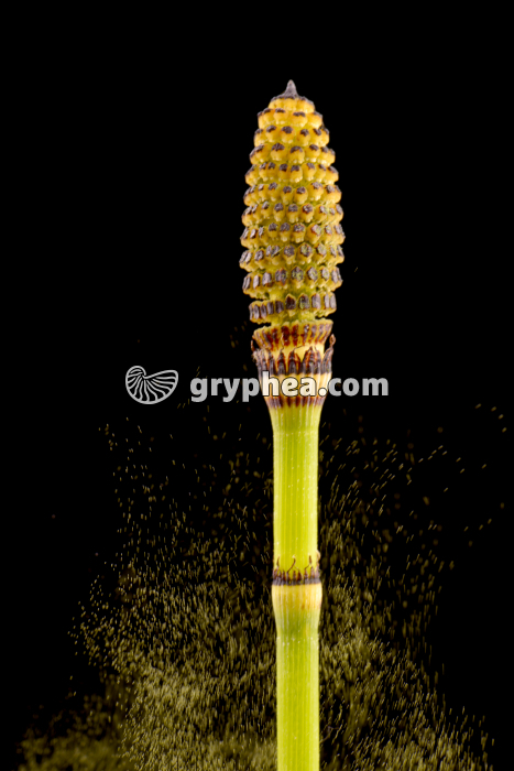 Prêle - émission des spores  - gryphea.org